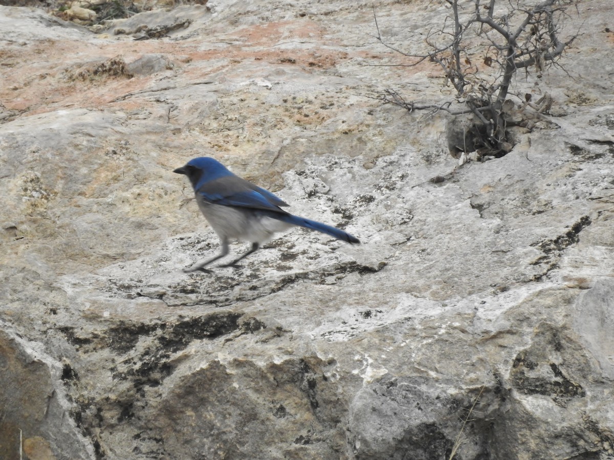 Woodhouse's Scrub-Jay - ML612503979