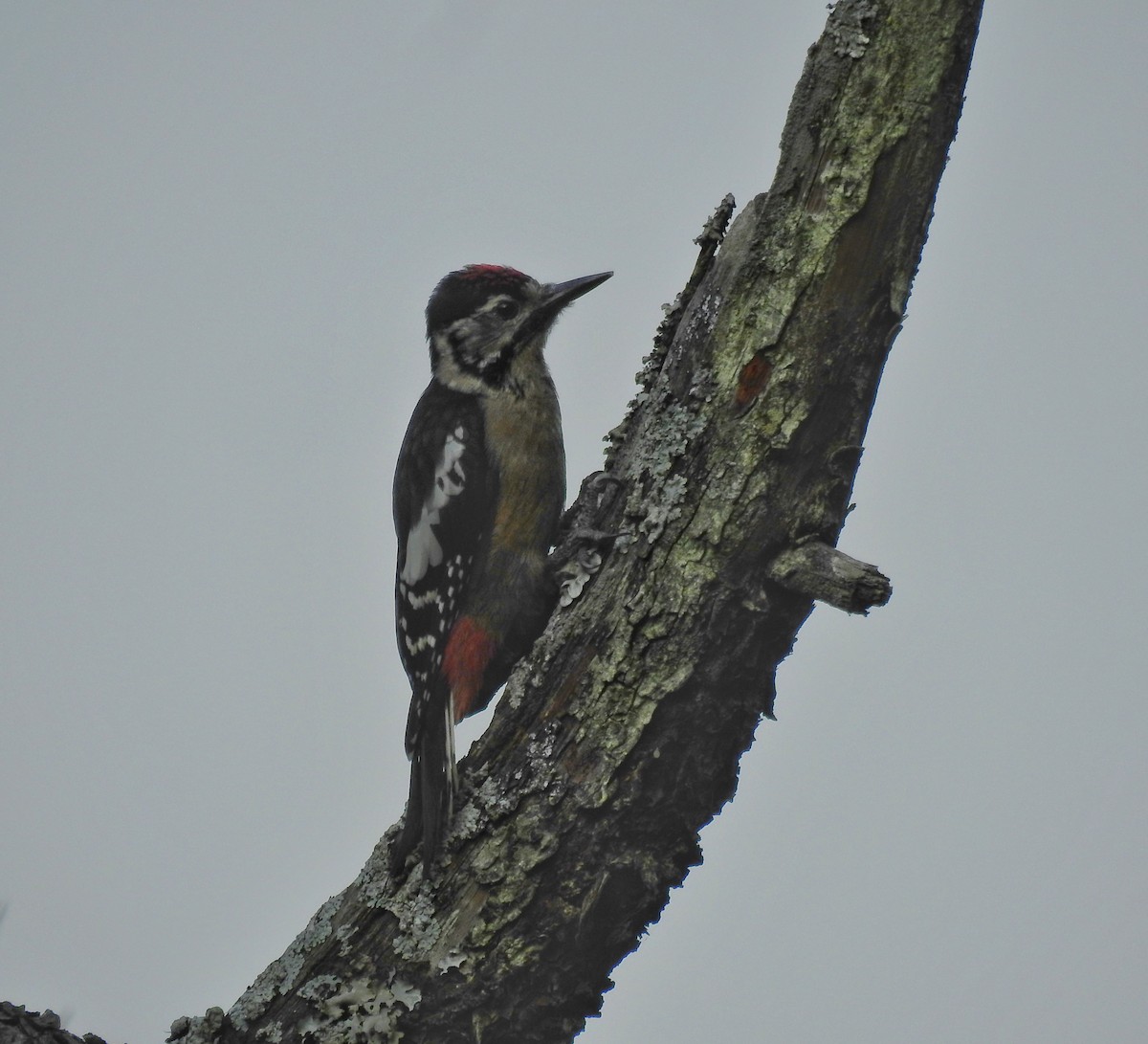 Himalayan Woodpecker - ML612504054
