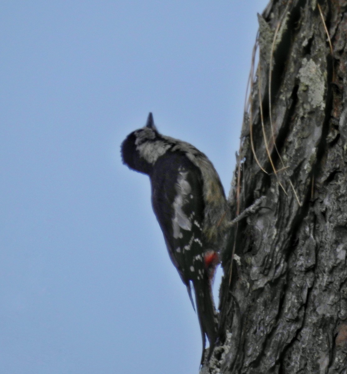 Himalayan Woodpecker - ML612504056