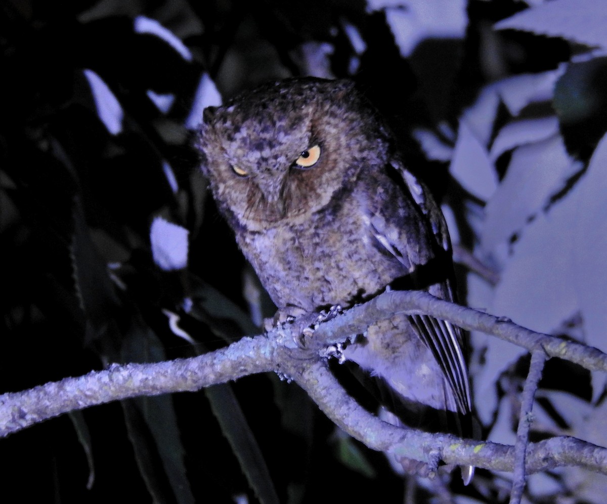 Mountain Scops-Owl - ML612504094