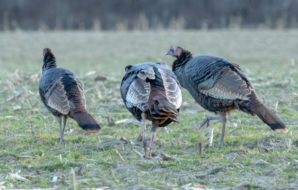 Wild Turkey - ML612504115