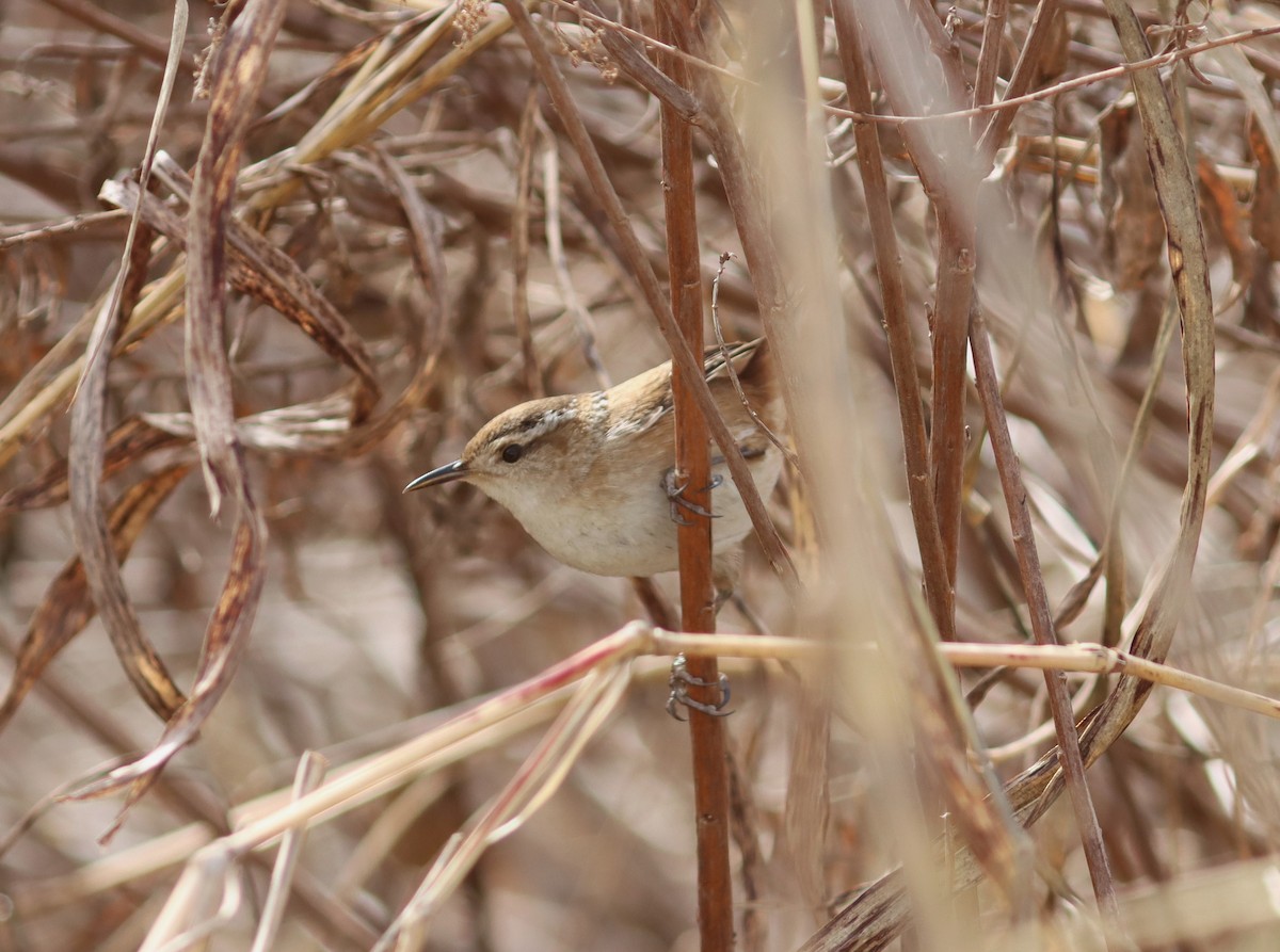 Marsh Wren - ML612504130