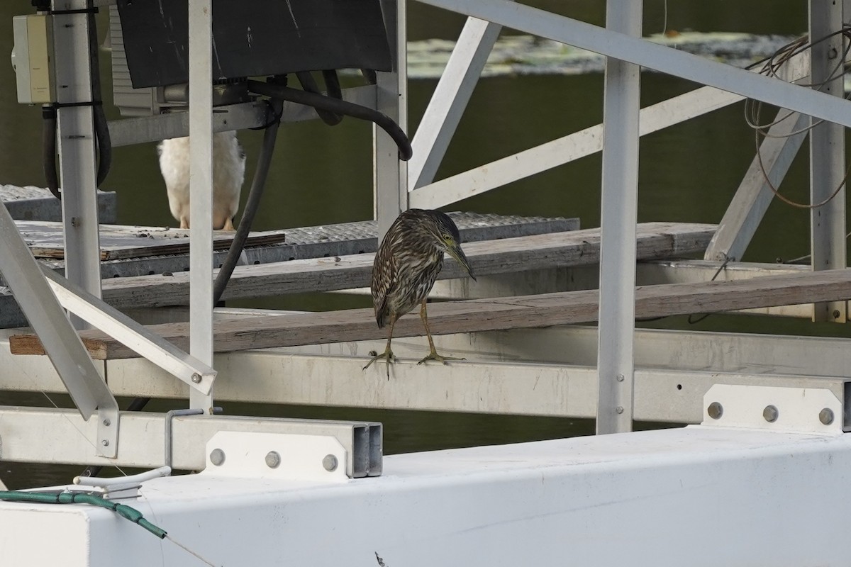 Nankeen Night Heron - ML612504147