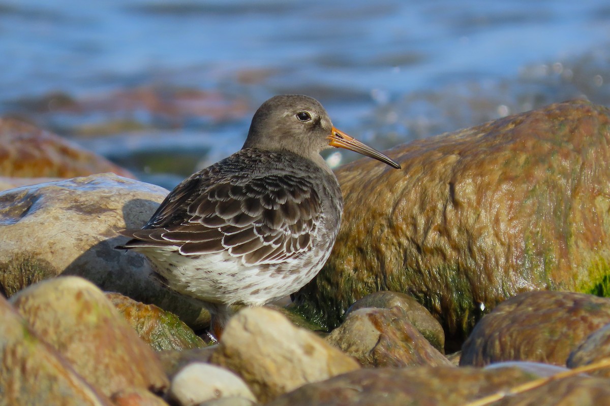 Purple Sandpiper - ML612504186