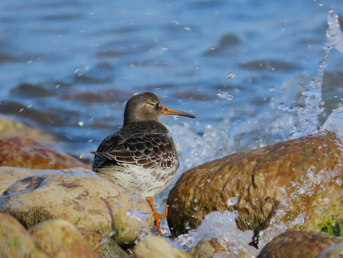 Purple Sandpiper - ML612504200