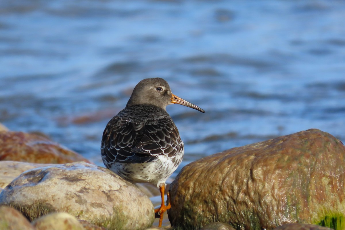 Purple Sandpiper - ML612504207