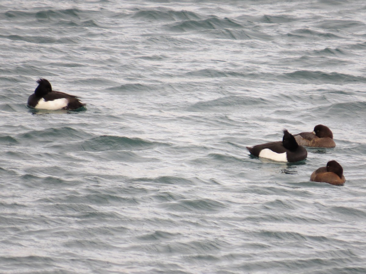 Tufted Duck - Suzi Golodoff