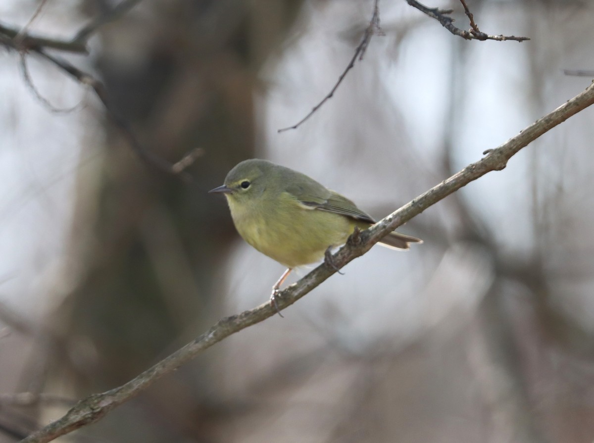 Orange-crowned Warbler - ML612504276