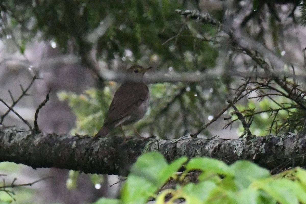 Swainson's Thrush - ML612504349