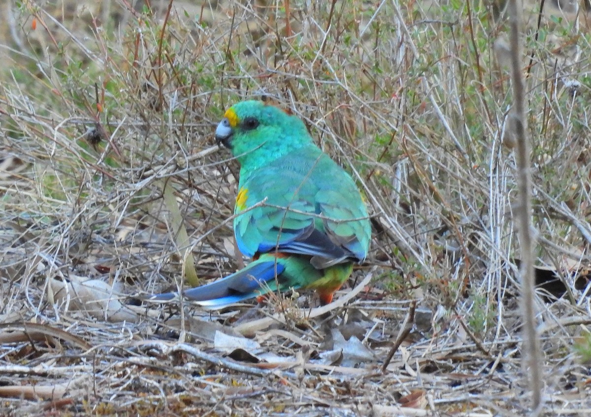 Разноцветный попугайчик - ML612504370