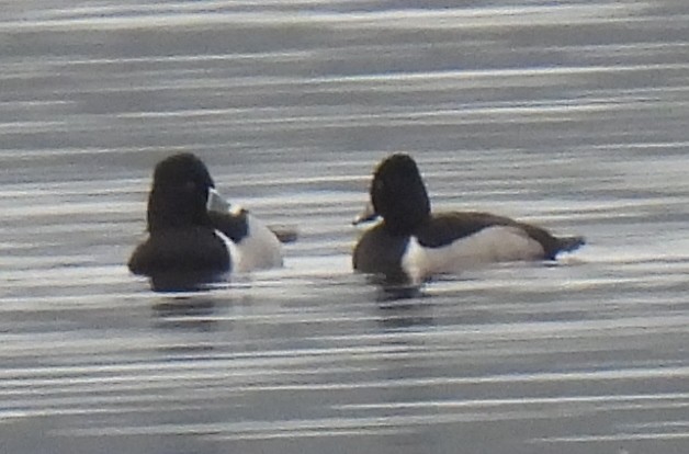 Ring-necked Duck - Susanne Meidel