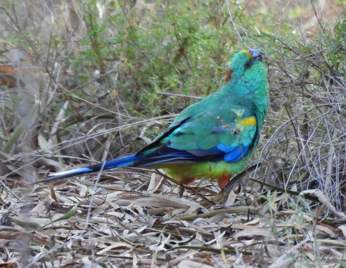 Разноцветный попугайчик - ML612504396