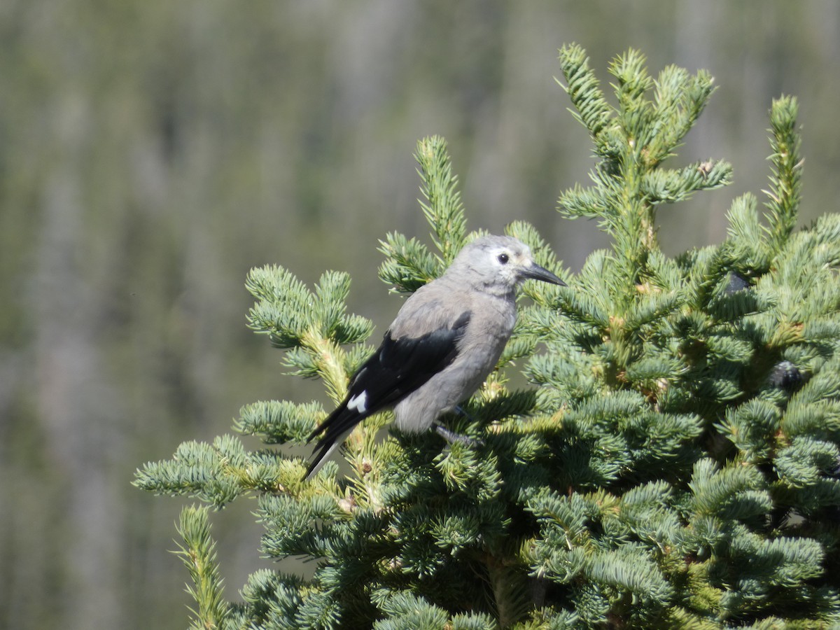 Clark's Nutcracker - ML612504441