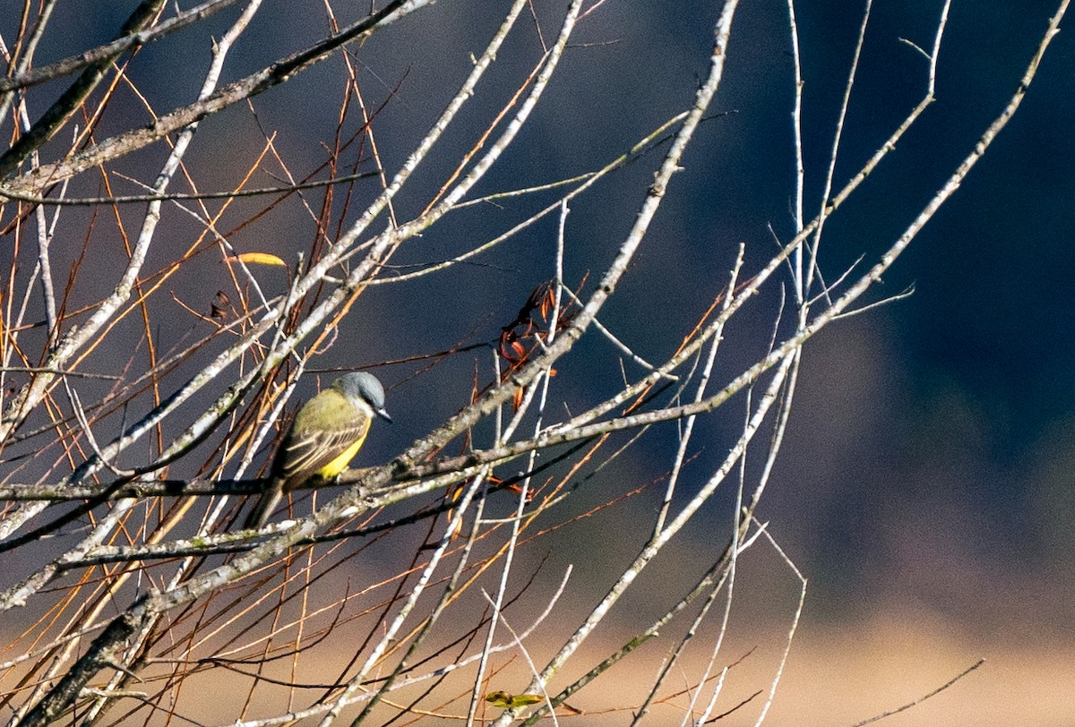 Couch's Kingbird - ML612504477