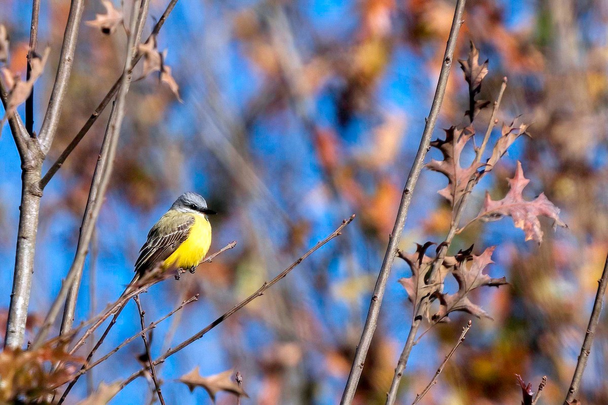 Couch's Kingbird - ML612504478