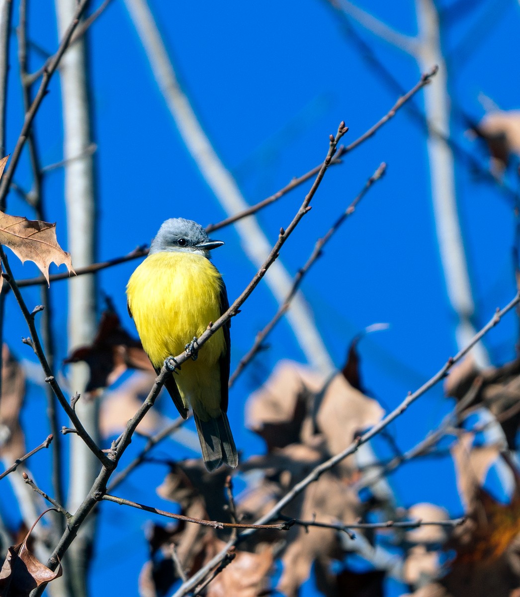 Couch's Kingbird - ML612504480