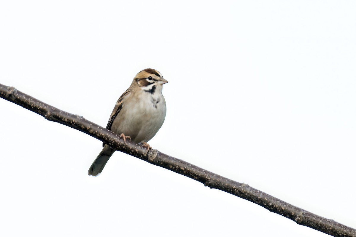Lark Sparrow - jerry amerson