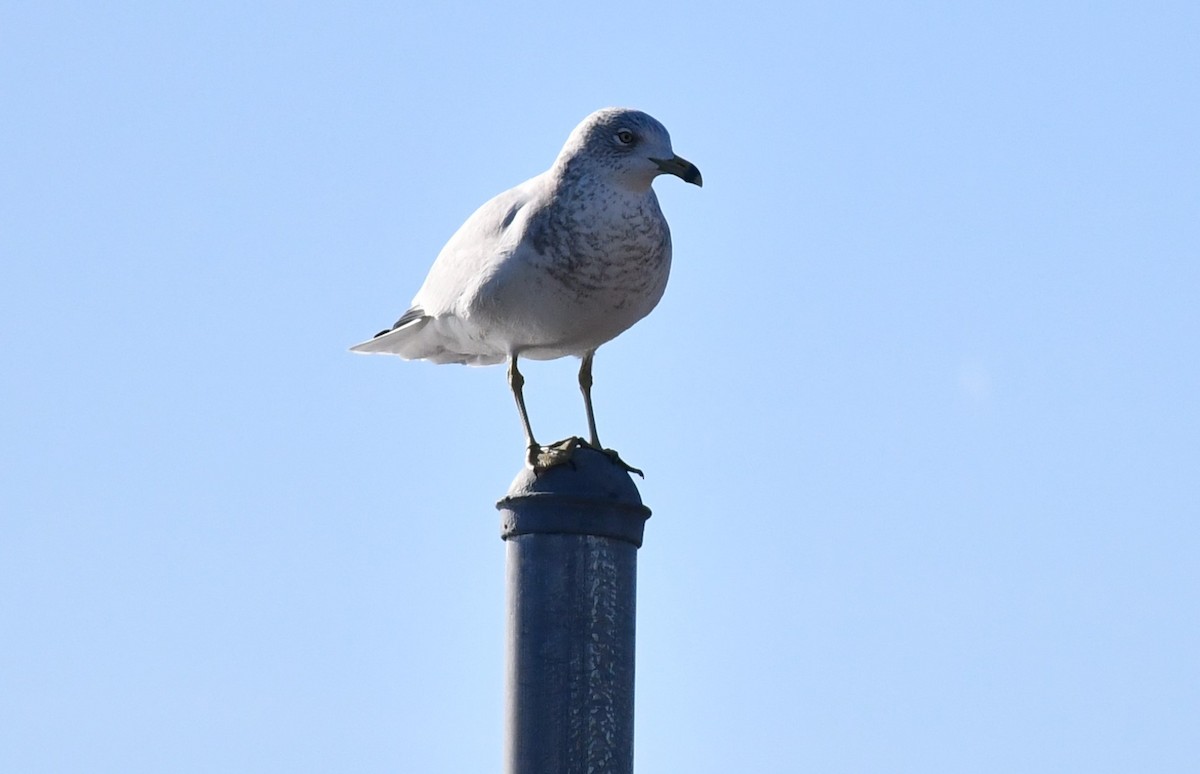 Ring-billed Gull - ML612504560