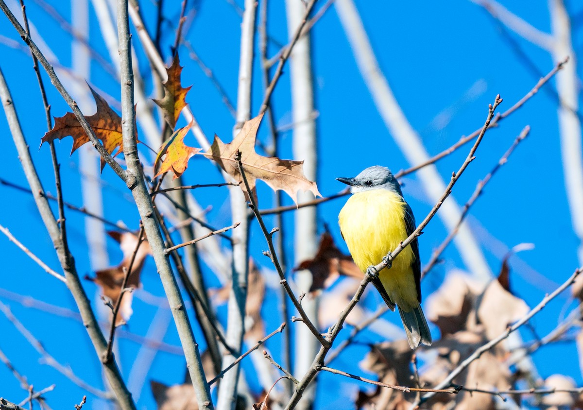 Couch's Kingbird - ML612504562