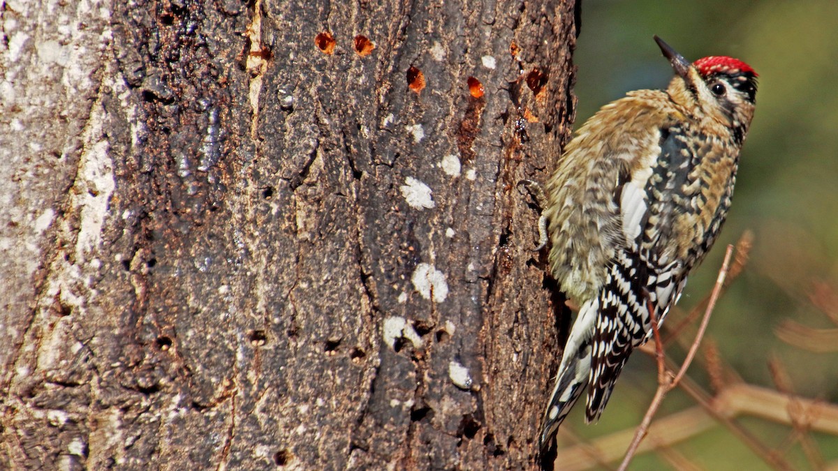 Yellow-bellied Sapsucker - ML612504569