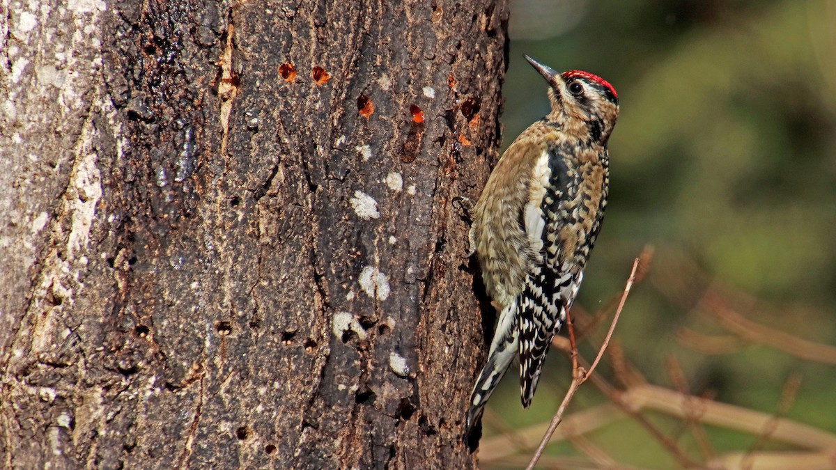 Yellow-bellied Sapsucker - ML612504570