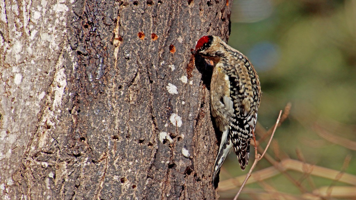 Yellow-bellied Sapsucker - ML612504571