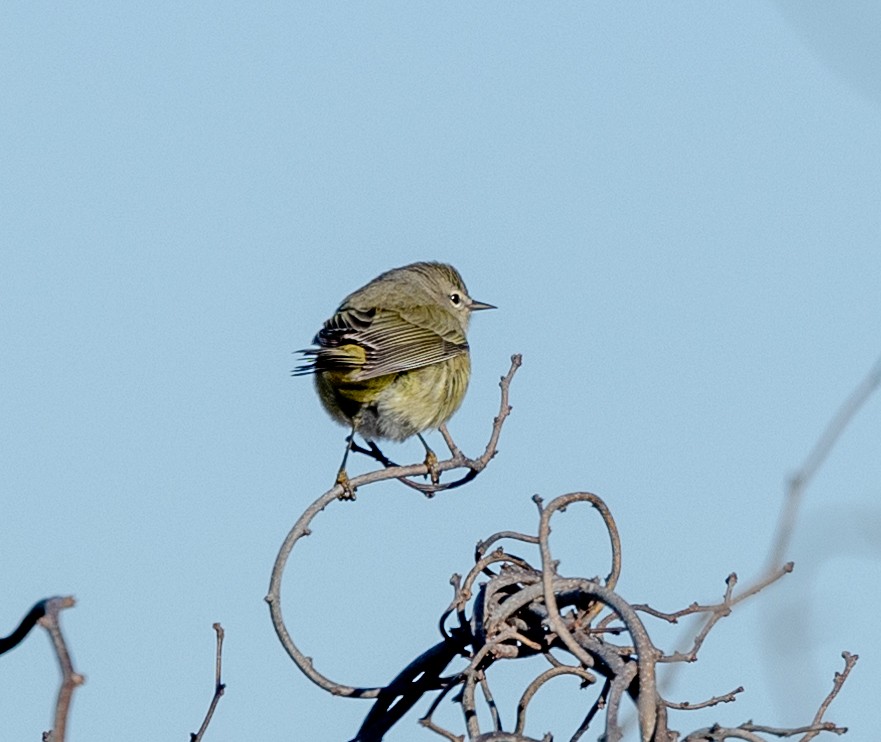 Orange-crowned Warbler - Greg Harrington