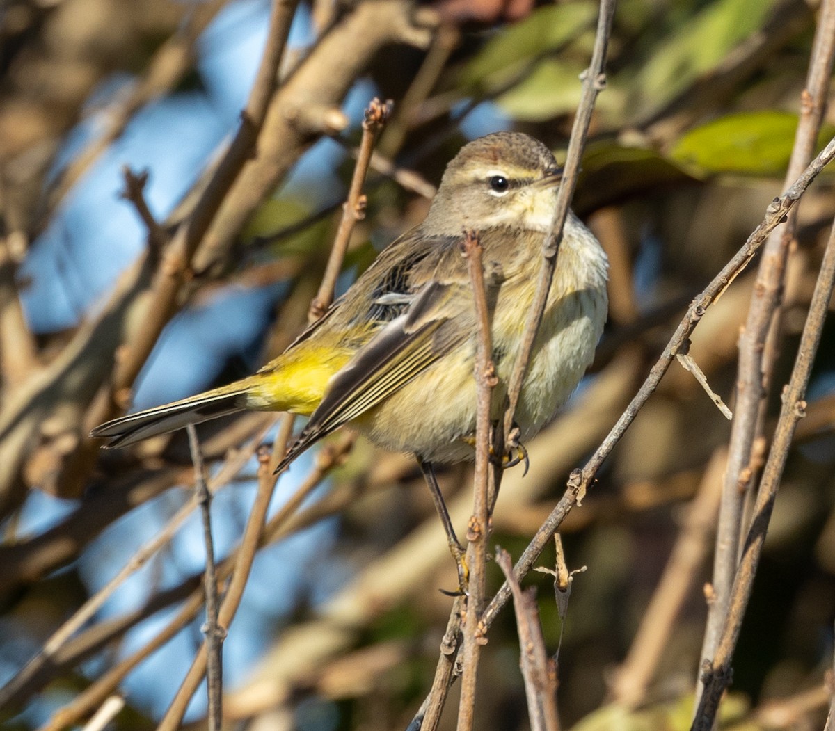 Palm Warbler - Greg Harrington