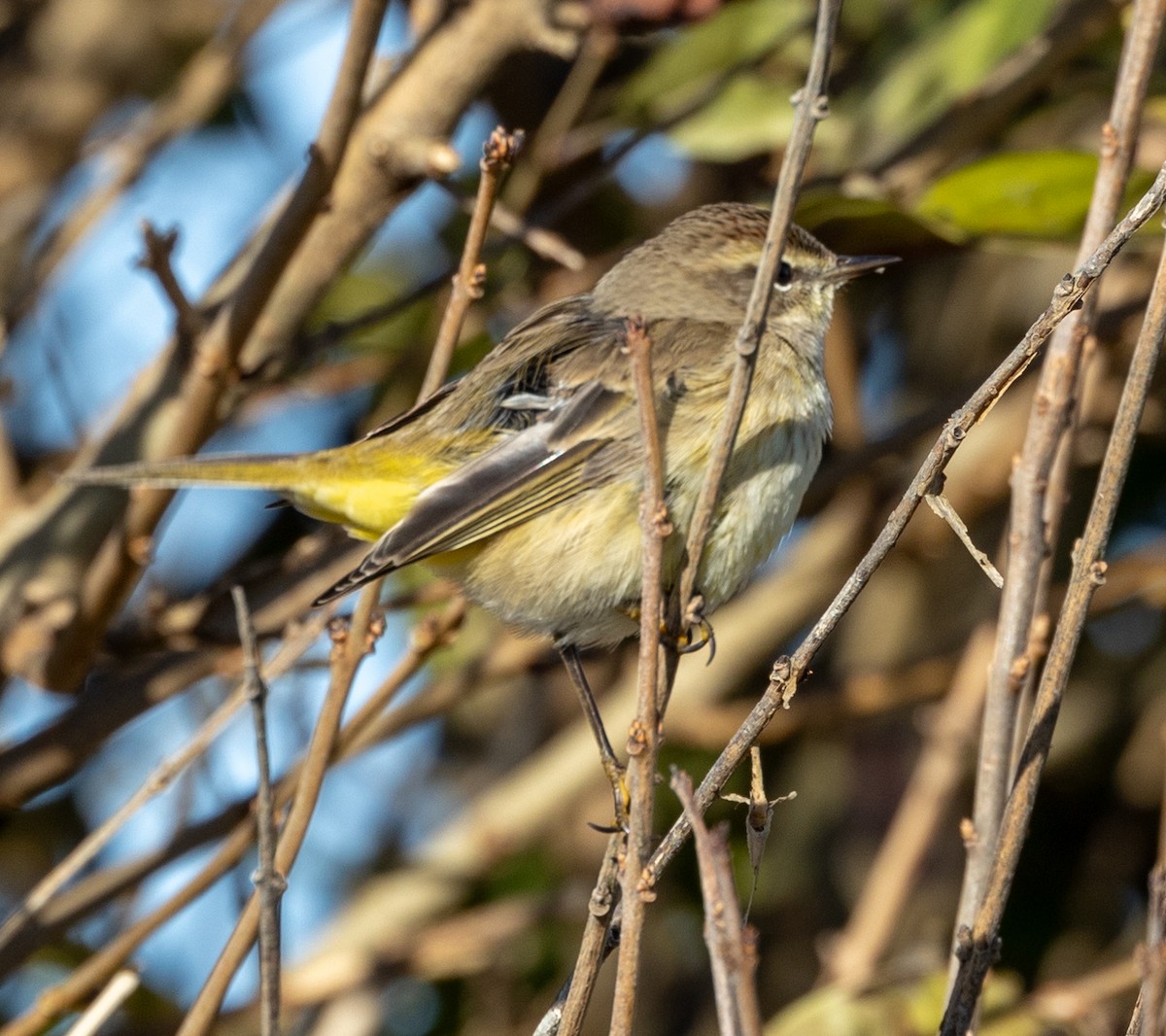 Palm Warbler - ML612504578