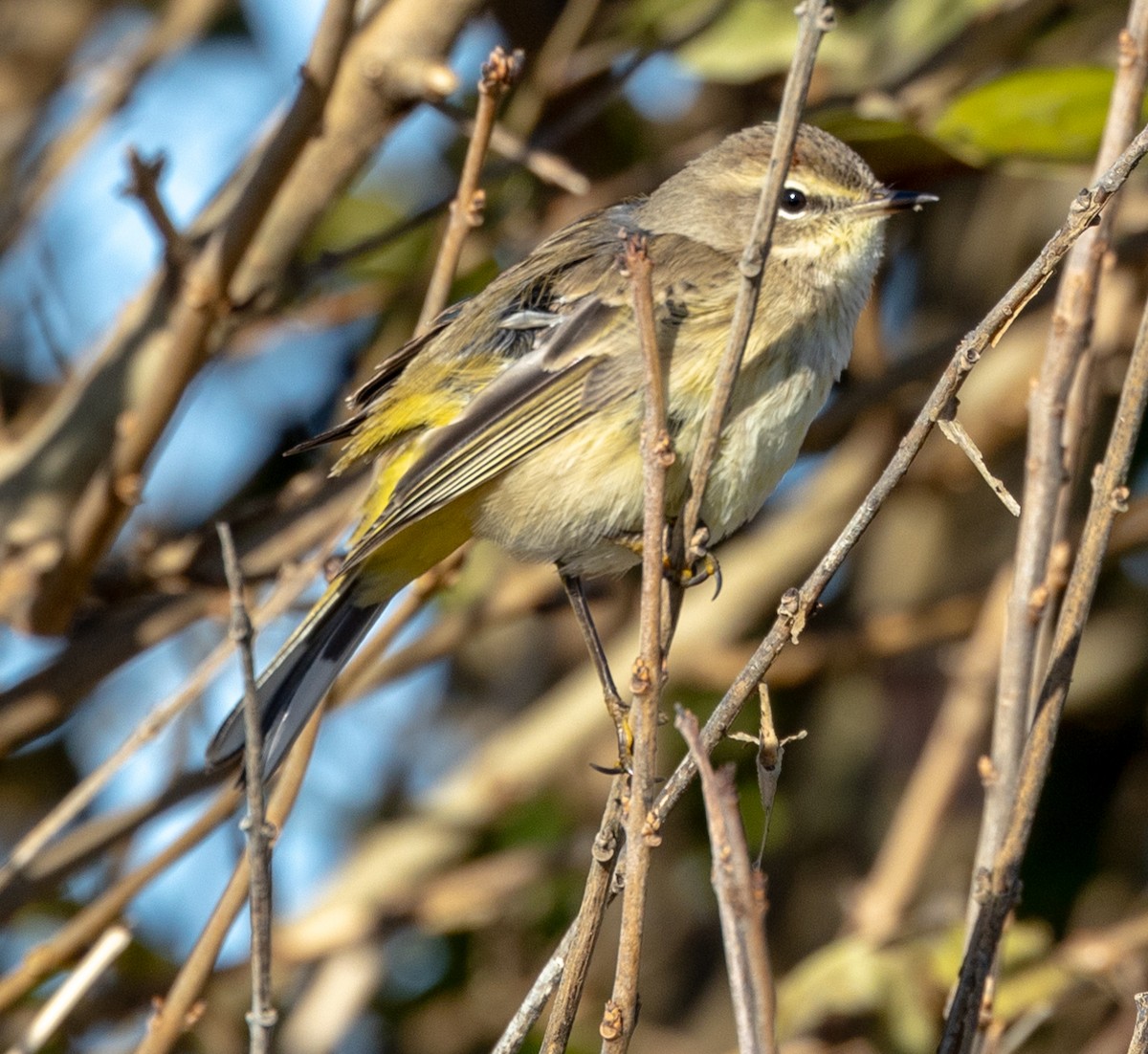 Palm Warbler - Greg Harrington