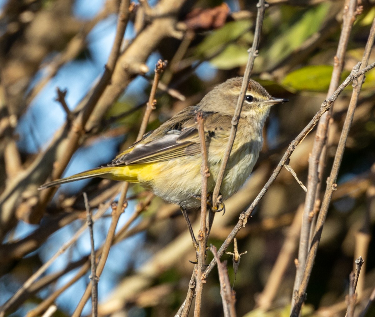 Palm Warbler - ML612504580