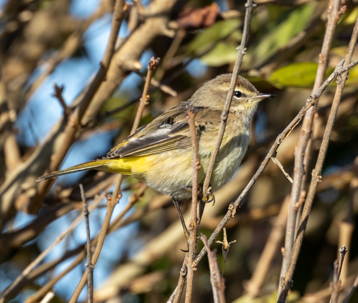 Palm Warbler - ML612504580