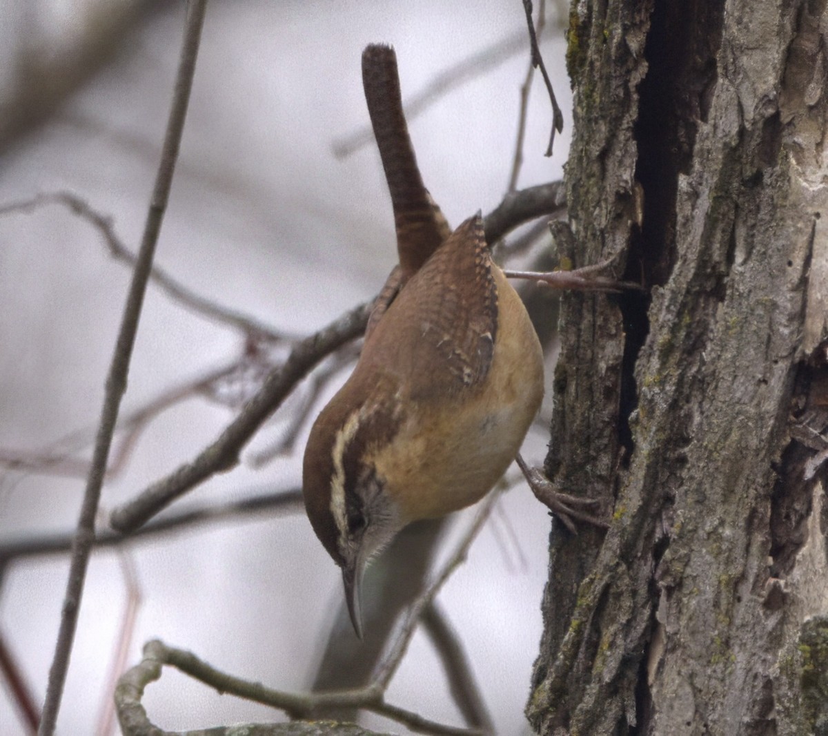 Carolina Wren - ML612504616