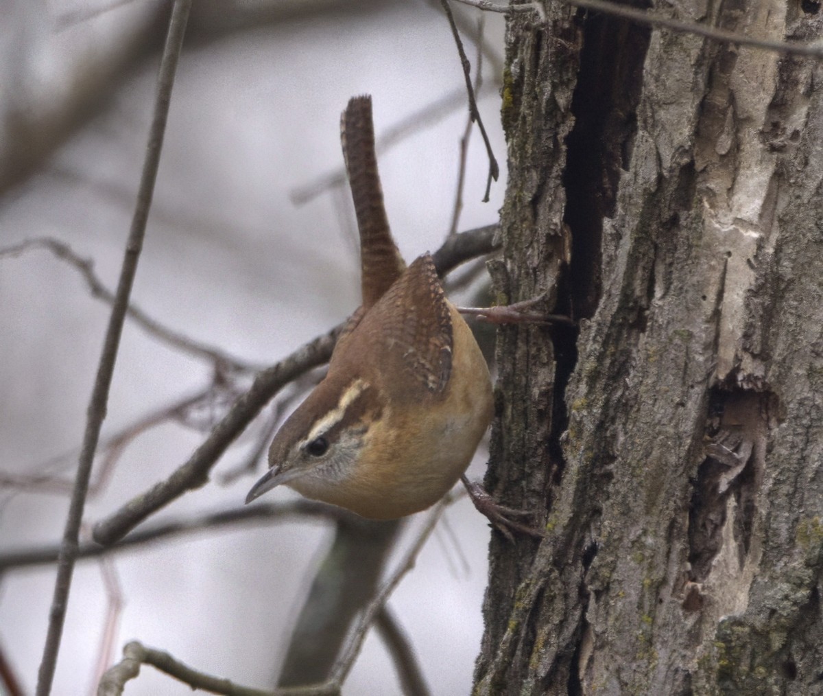 Carolina Wren - ML612504617