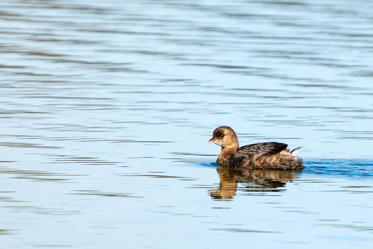 Pied-billed Grebe - ML612504628
