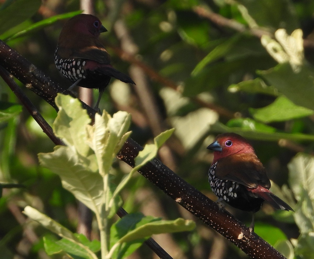 Pink-throated Twinspot - ML612504629