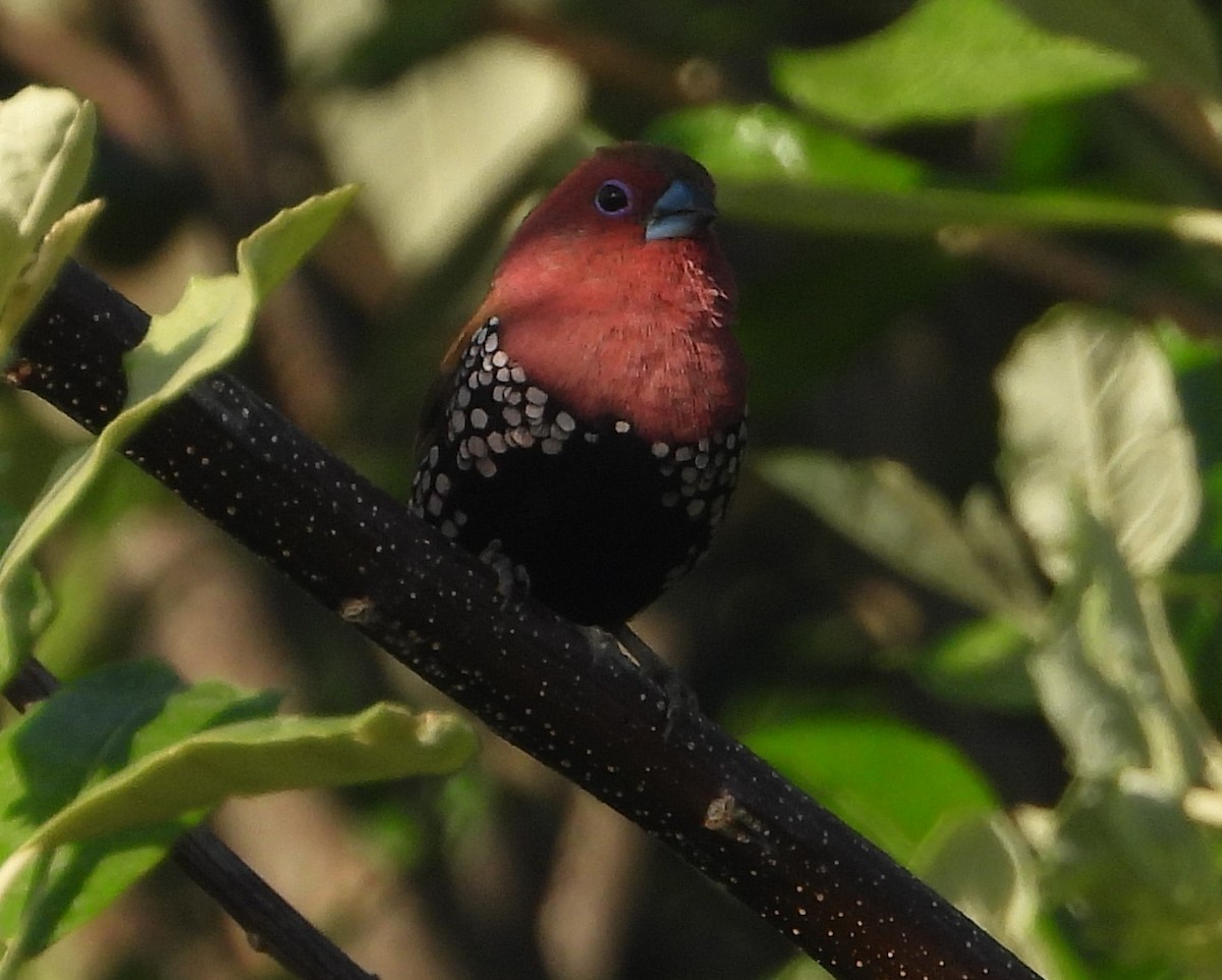 Pink-throated Twinspot - ML612504630