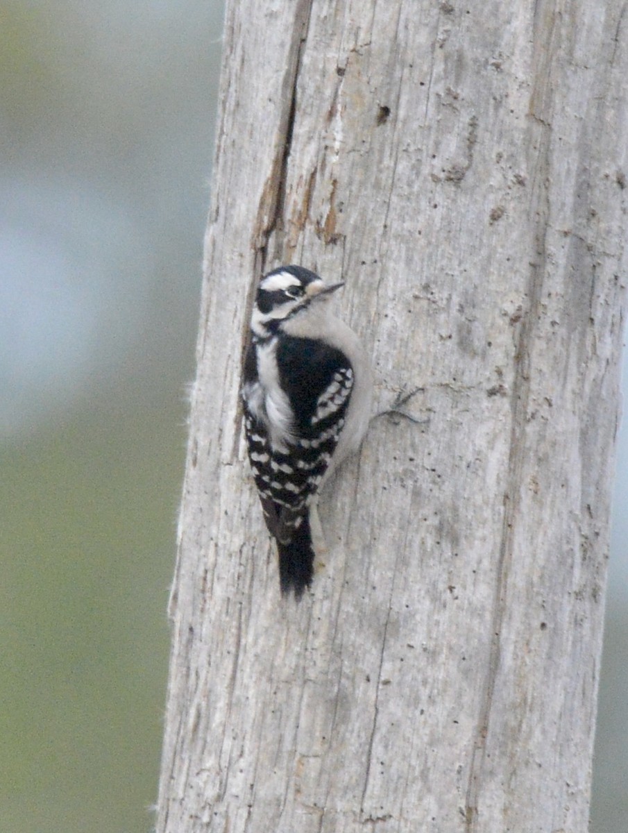 Downy Woodpecker - David Gersten