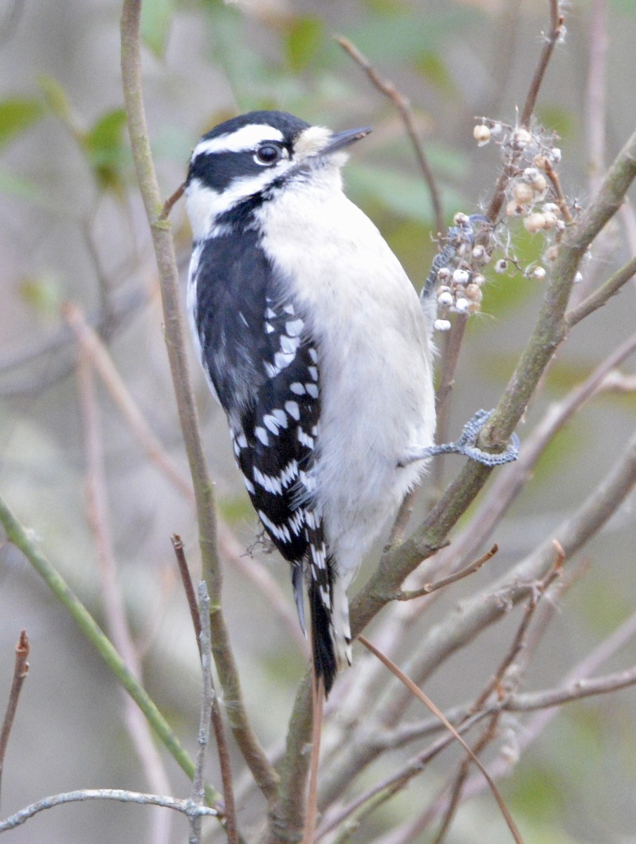 Downy Woodpecker - ML612504633