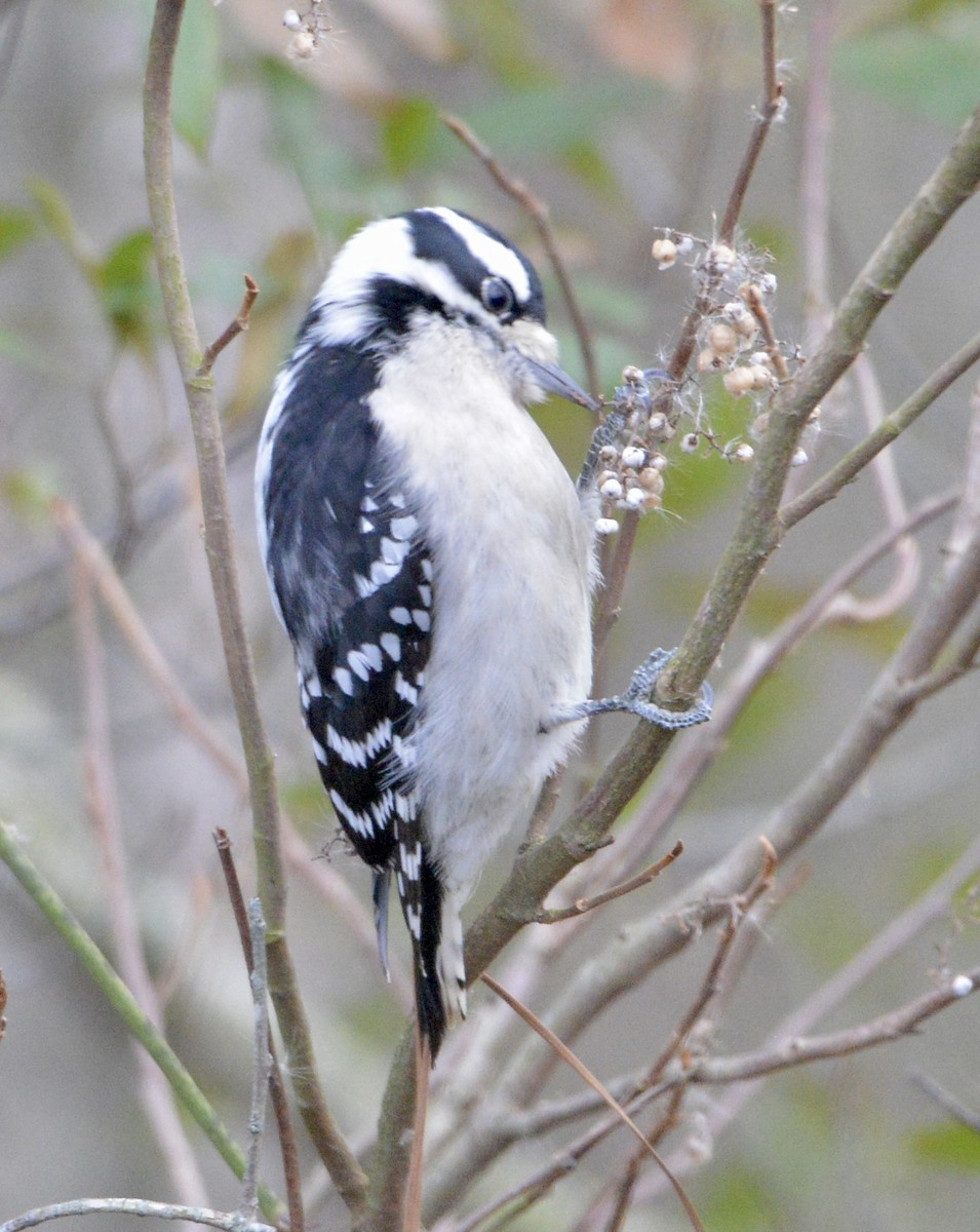 Downy Woodpecker - David Gersten