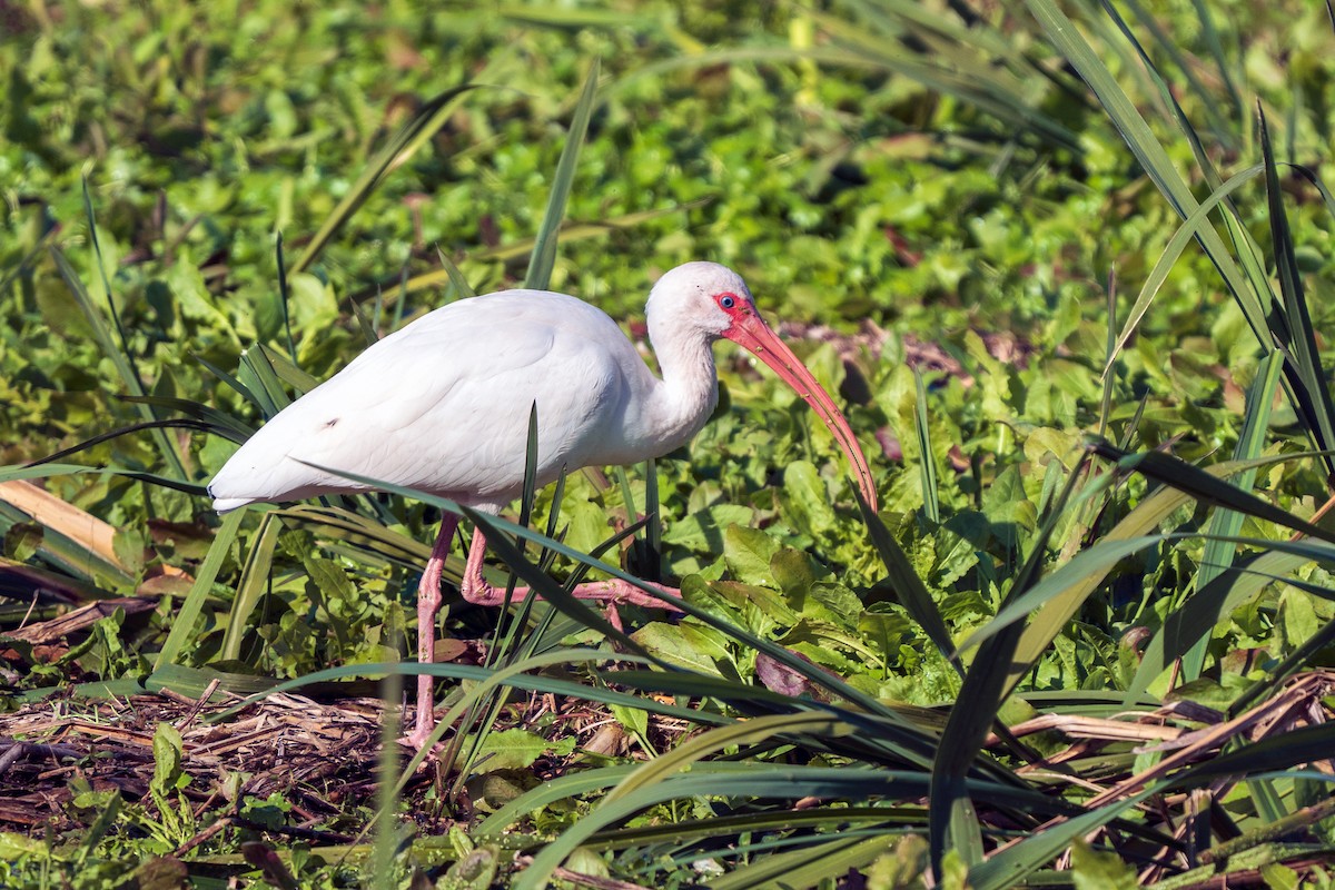 White Ibis - ML612504641
