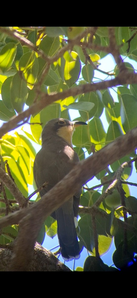 Mangrove Cuckoo - ML612504644