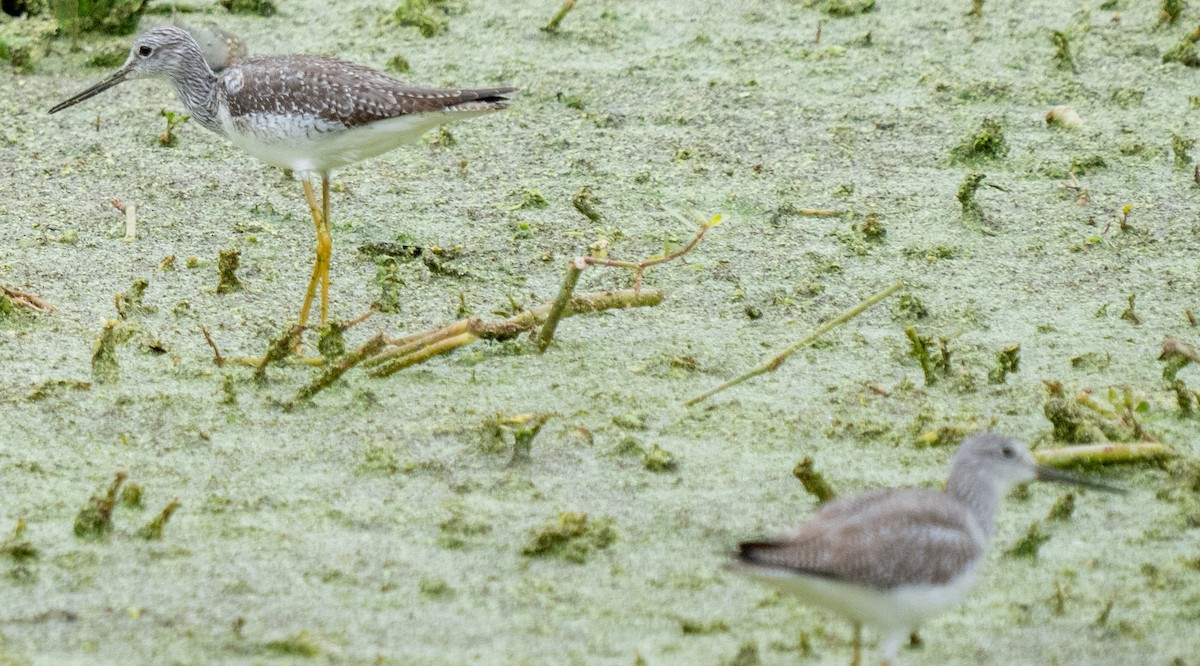 Greater Yellowlegs - ML612504659