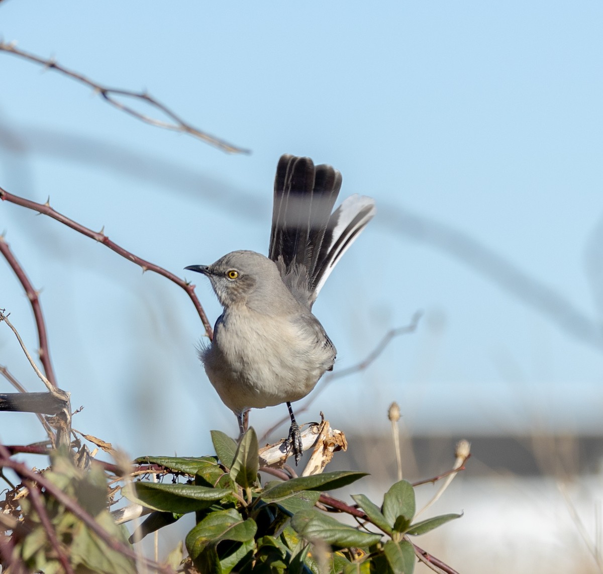 Northern Mockingbird - ML612504679