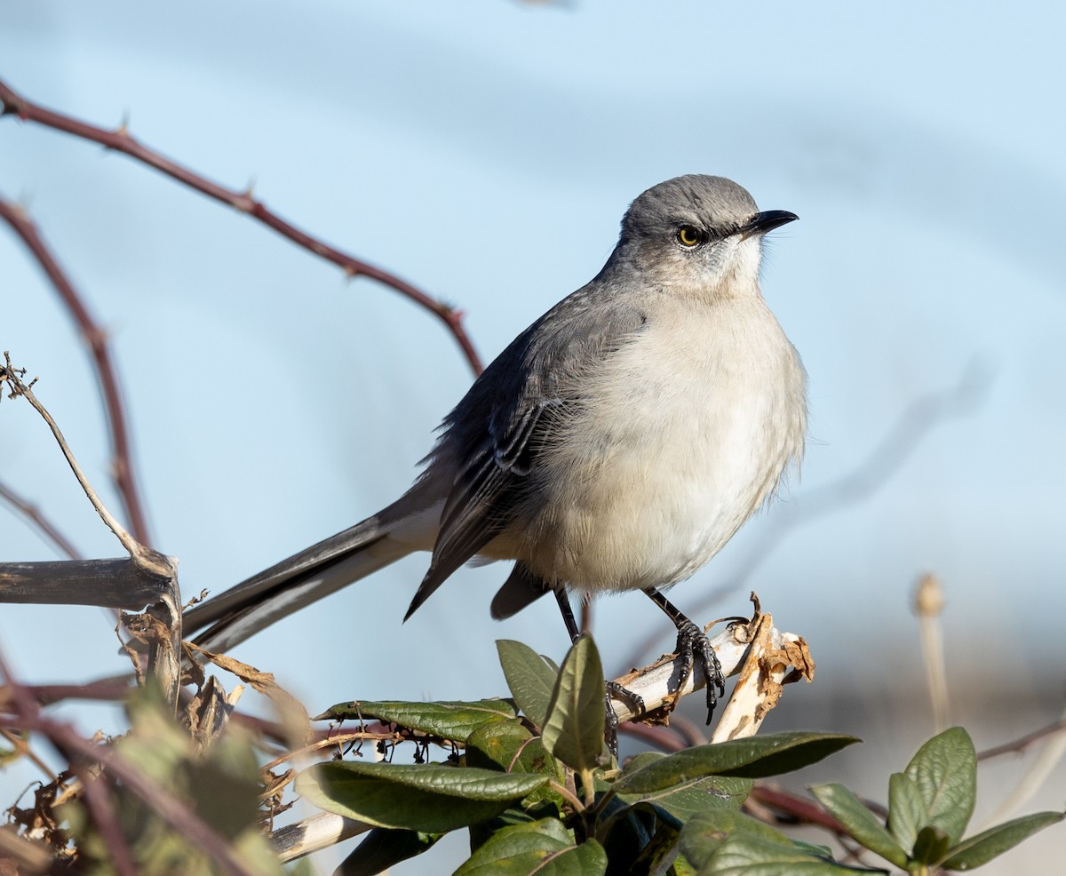 Northern Mockingbird - Greg Harrington