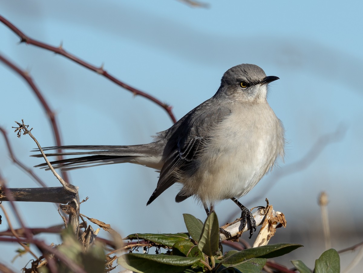 Northern Mockingbird - Greg Harrington