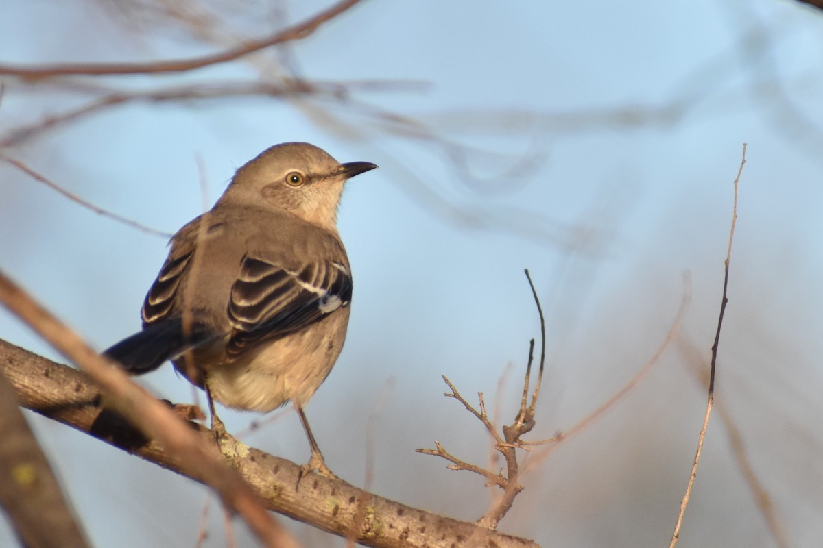 Northern Mockingbird - ML612504696