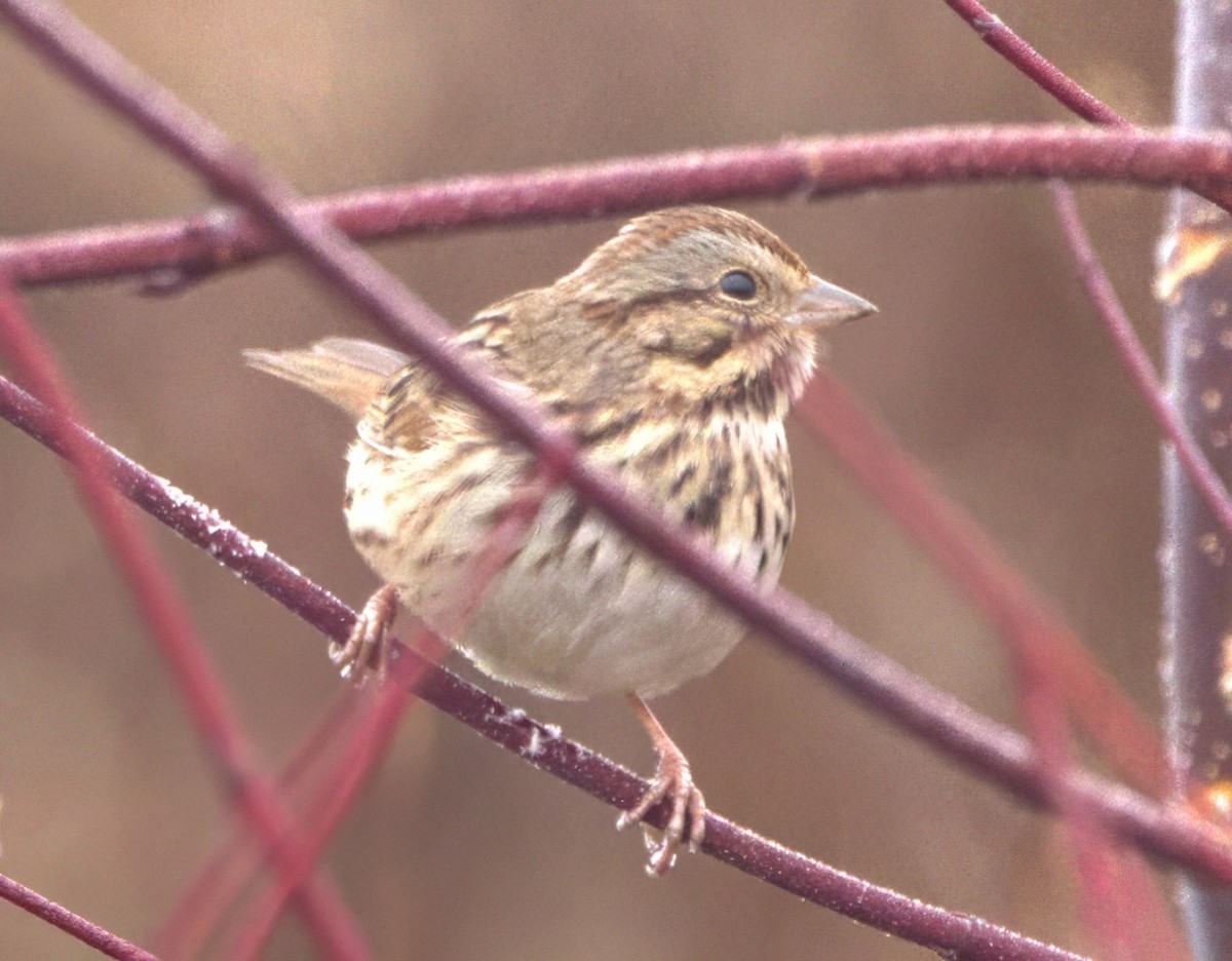 Song Sparrow (melodia/atlantica) - David Nicosia