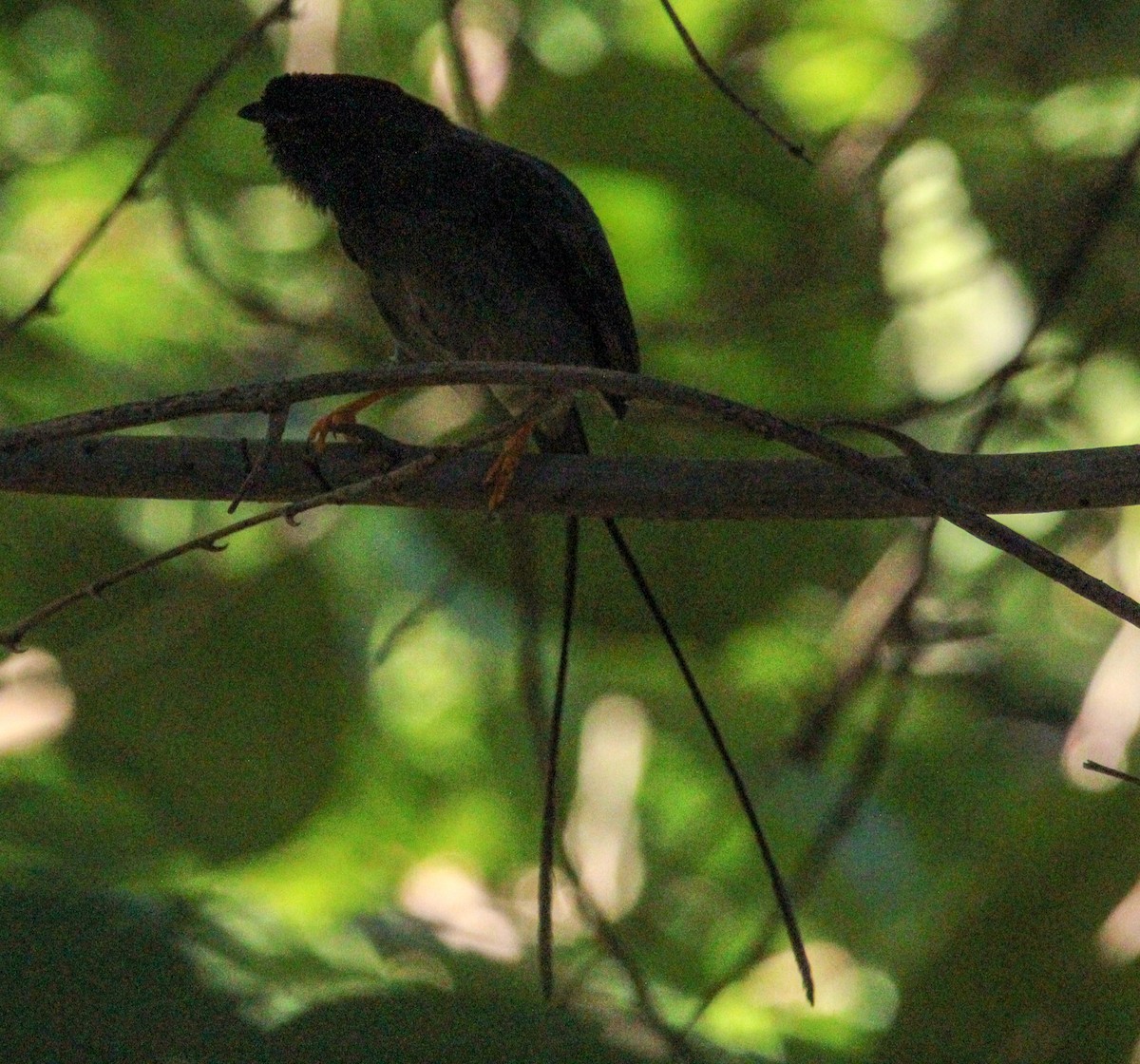 Long-tailed Manakin - ML612504715