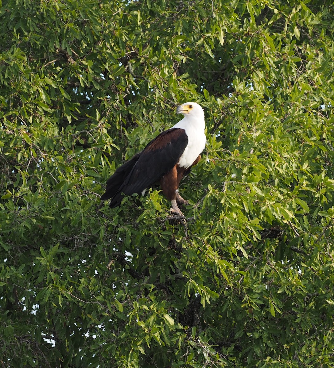 African Fish-Eagle - ML612504738